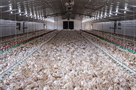 POULTRY SYSTEM