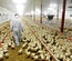 POULTRY SYSTEM