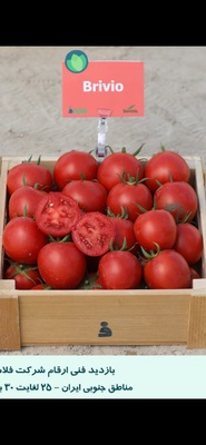 SV4129TH - HYBRID TOMATO - 1000 SEEDS