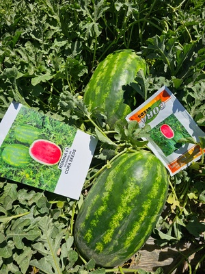 ROMINA F1 - WATER MELON