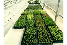 Nurseries installations
