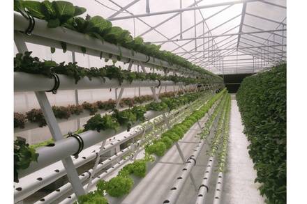 HYDROPONIC