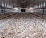 POULTRY SYSTEM