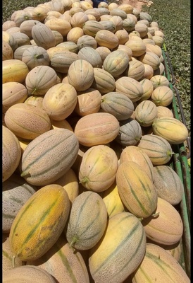 JANNA F1 MELON