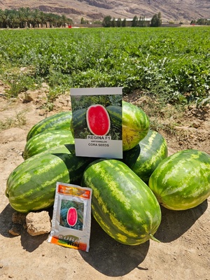 WATERMELON - REGINA F1