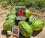 WATERMELON - REGINA F1