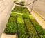 Nurseries installations