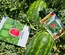 ROMINA F1 - WATER MELON