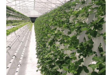 HYDROPONIC SYSTEM