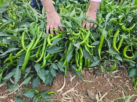 HOTPEPPER WILTON F1
