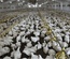 POULTRY SYSTEM