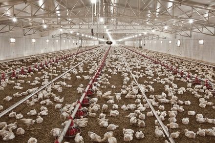 POULTRY SYSTEM