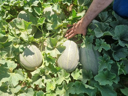 JANNA F1 MELON