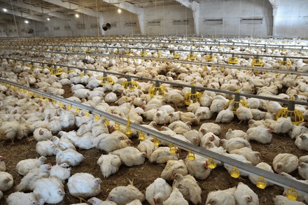 POULTRY SYSTEM