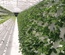 HYDROPONIC SYSTEM