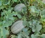 JANNA F1 MELON