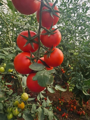 SV3725TH - HYPRID TOMATO - 1000 SEEDS