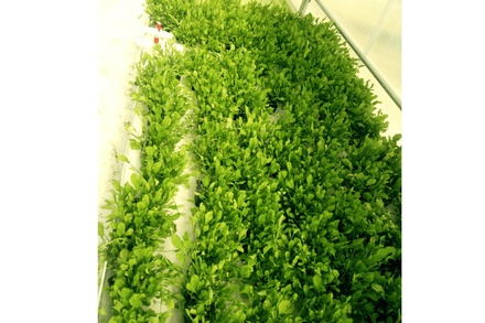 Nurseries installations