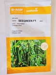 SEEGREEN F1 CUCUMBER SHORT