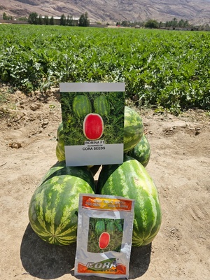ROMINA F1 - WATER MELON