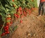 TOMATO - CORA SEEDS
