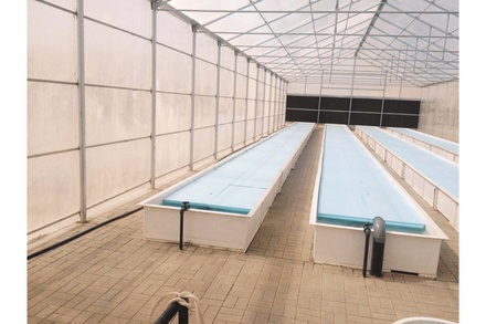 AQUAPONIC
