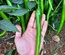 HOTPEPPER WILTON F1