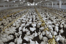 POULTRY SYSTEM