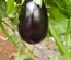 EGGPLANT BLACK F1