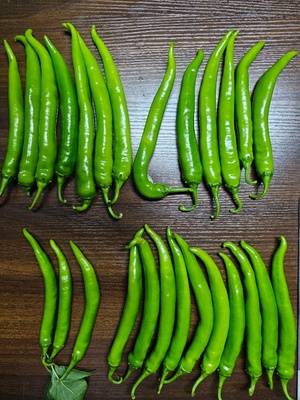HOTPEPPER WILTON F1