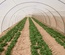 GREEN HOUSES PLASTIC