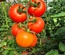 TOMATO MOJA F1