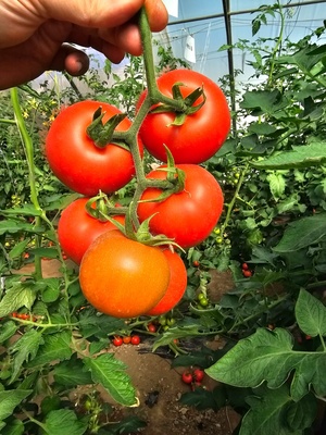 TOMATO MOJA F1