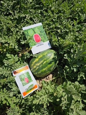 ROMINA F1 - WATER MELON