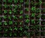 Nurseries installations
