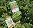 ROMINA F1 - WATER MELON