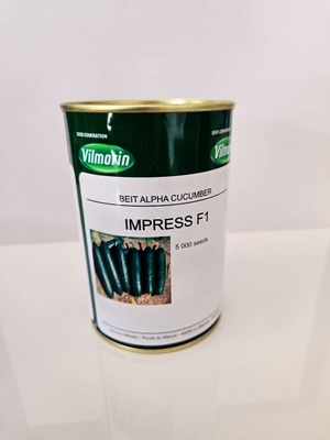 BEIT ALPHA CUCUMBER - IMPRESS F1