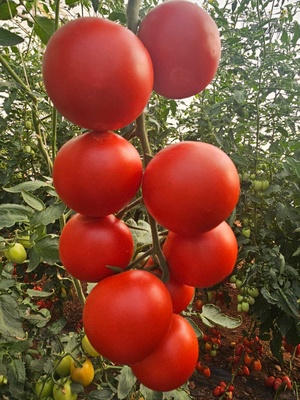 SV4224TH - HYBRID TOMATO - 1000 SEEDS