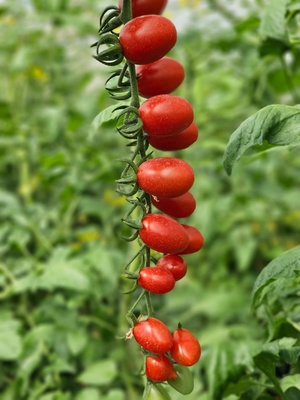 CORA TOMATO