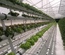 HYDROPONIC