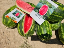 WATERMELON - REGINA F1