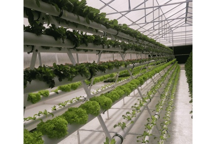 HYDROPONIC