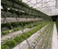 HYDROPONIC