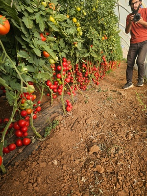 TOMATO - CORA SEEDS