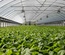 GREEN HOUSES PLASTIC