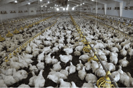 POULTRY SYSTEM