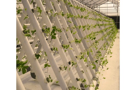 HYDROPONIC
