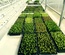 Nurseries installations