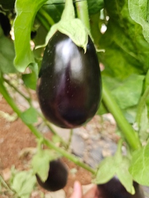EGGPLANT BLACK F1