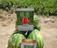 ROMINA F1 - WATER MELON